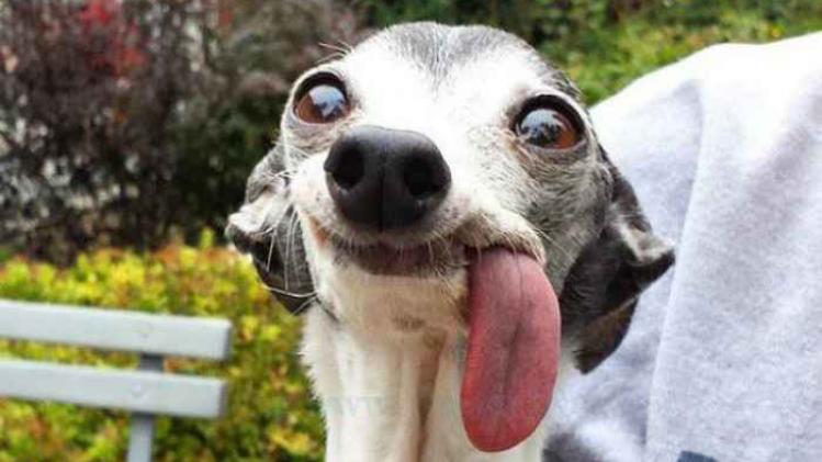 IN BEELD. Hond met gigantische tong wordt hilarisch gephotoshopt