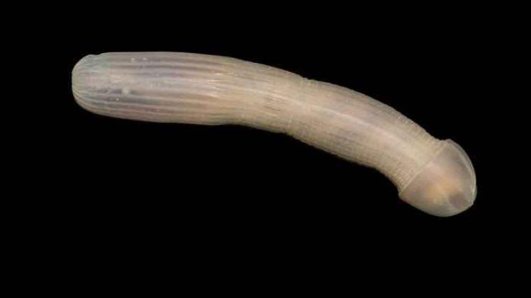 penisvormige worm
