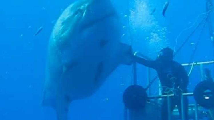Deep-Blue--largest-shark