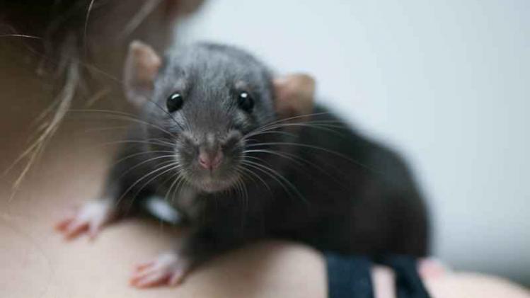 New Yorkers kunnen geld verdienen aan rattenplaag