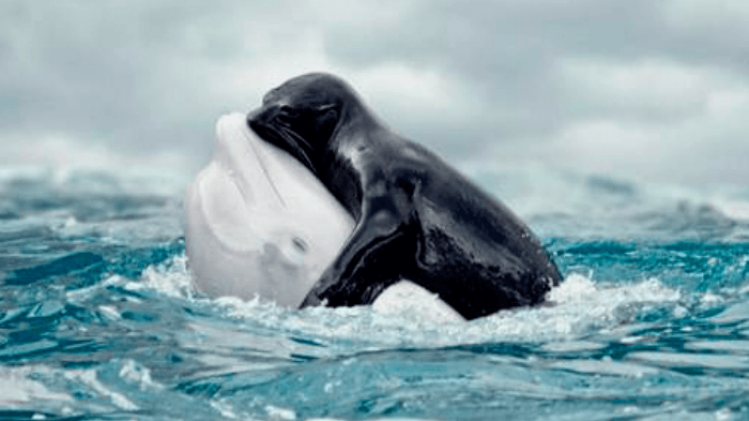 Walvis en zeehond