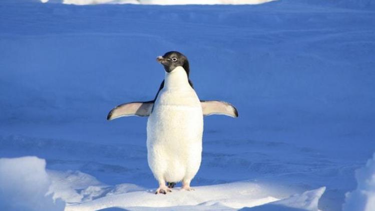 Aquarium benoemt elke maand de meest stoute pinguïn