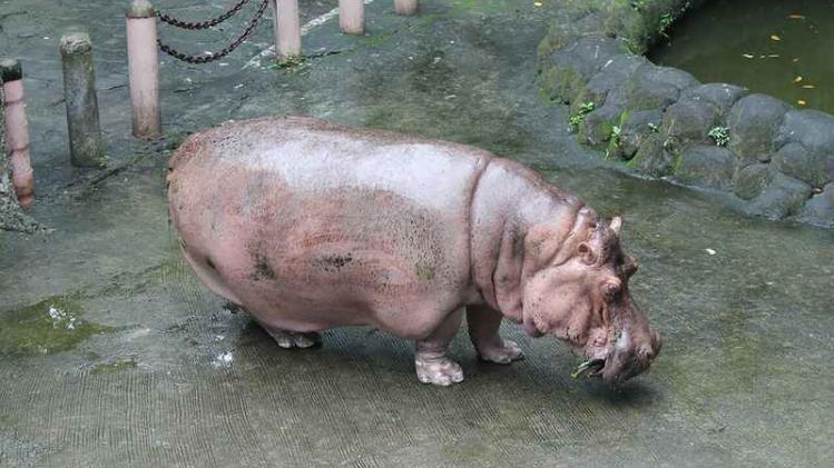 Oudste nijlpaard
