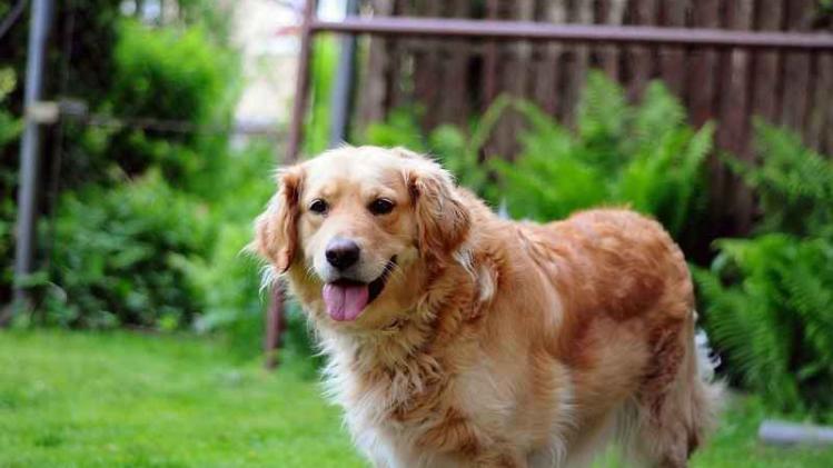 Baasje maakt bucketlist voor hond met kanker