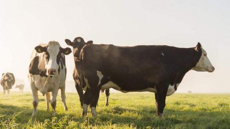 Limburgse koeien krijgen wiet
