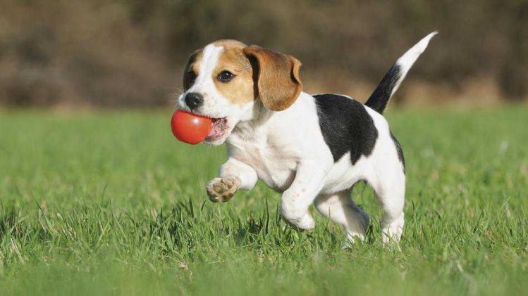 257678-beagle