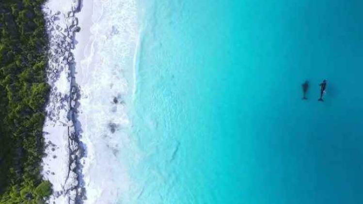 Drone maakt dromerige beelden van walvissen