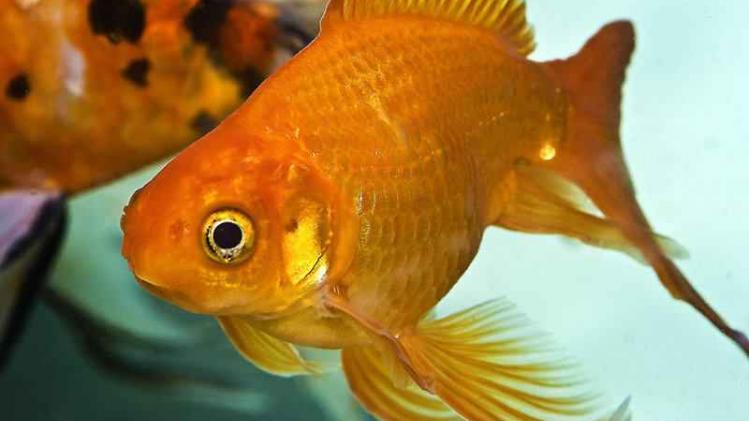 Man krijgt vier maanden celstraf voor doden goudvis