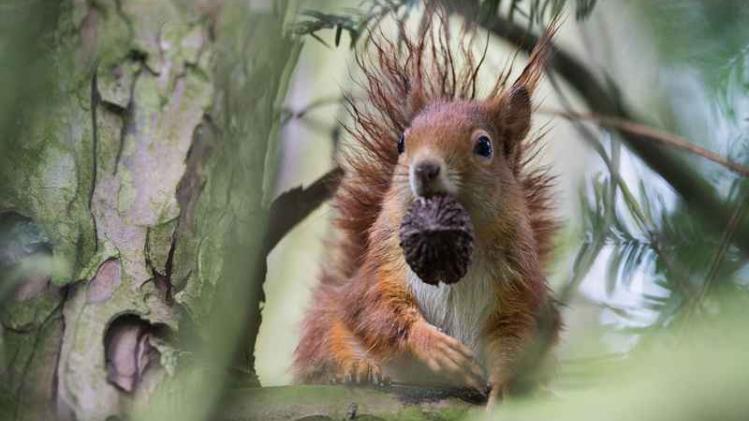 Een agressieve eekhoorn zaait terreur in een park in New York