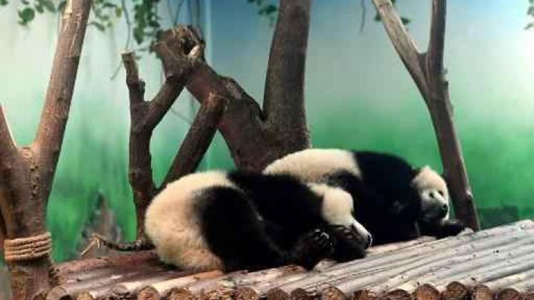 Beelden van ruw behandelde panda's zorgen voor ophef in China