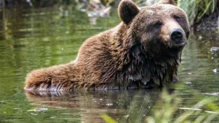 Gezin schrikt zich een hoedje door nachtelijk bezoek van een beer in de Abruzzen