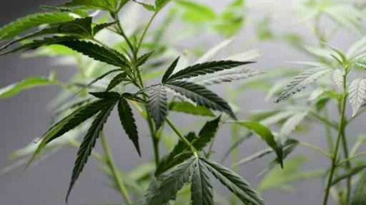 Cannabisplantage ontdekt na brand in Tessenderlo
