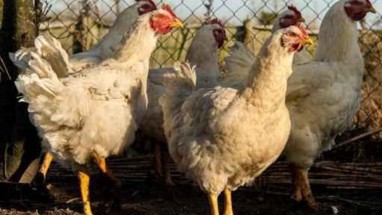 Nederlandse dierenorganisaties verliezen zaak over kippen