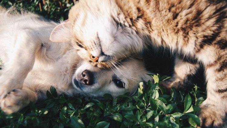 Oei: katten en honden zijn slecht voor het milieu