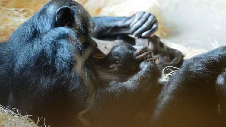 Bonobo Planckendael