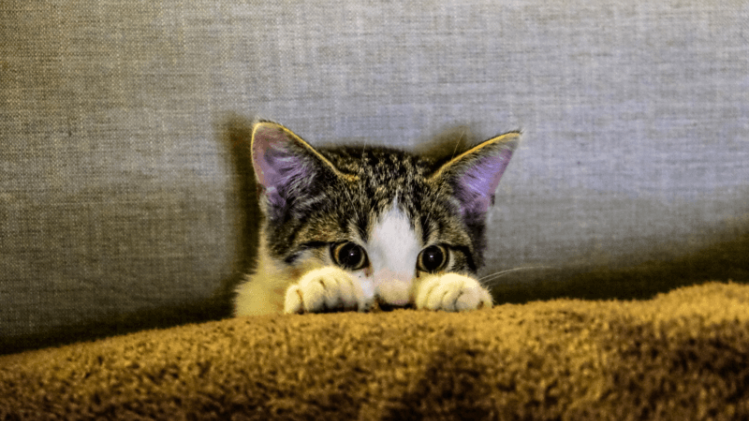 International Cat Day: dit is waarom katten dingen 'kneden' of strelen