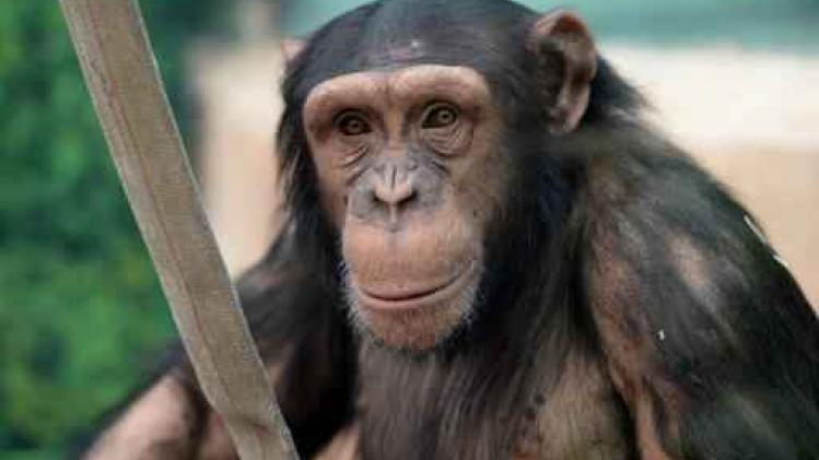 Chimpansees begrijpen 'schaar