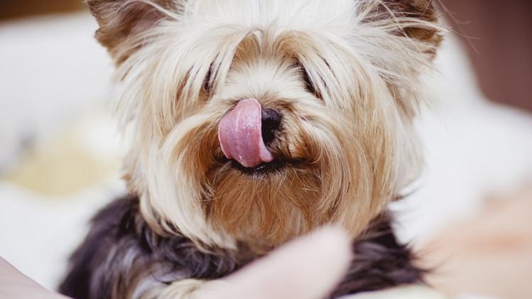 Start-up vraagt sollicitanten om hondenvoer te eten