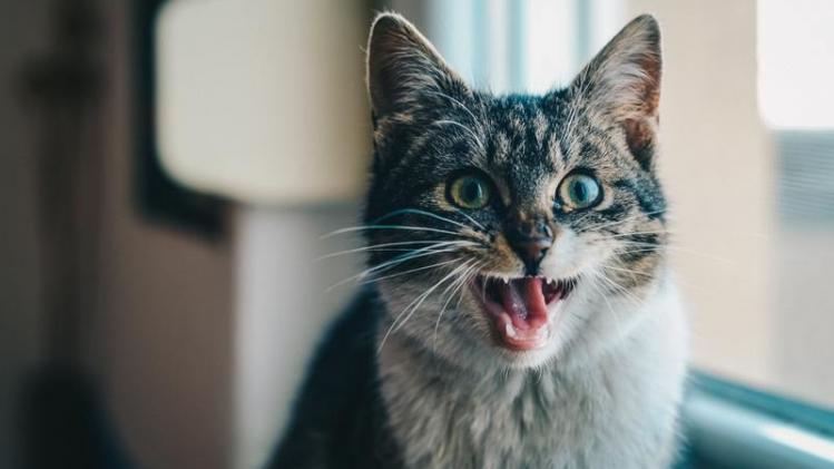 Brits parlement wil kat na torenhoge rekening voor muizenplaag