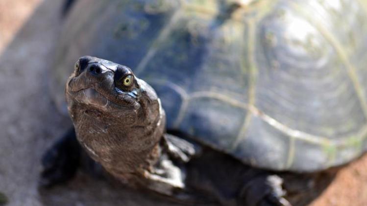 Baasje redt schildpad met mond-op-mondbeademing