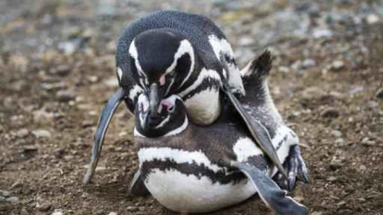 Chileense regering weigert mijnbouwproject om pinguïns te beschermen