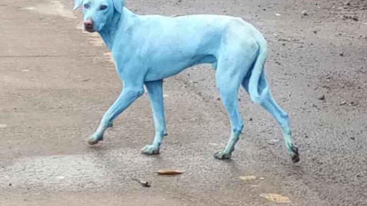 Afval Indische fabriek kleurt honden lichtblauw