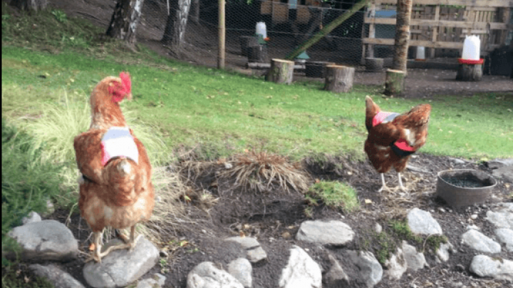 Vrouw maakt fluovestjes voor kippen om veilig over te steken