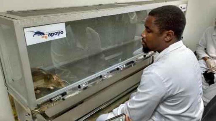 Ratten redden mensenlevens in Mozambique