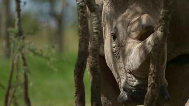 Weinig kopers op eerste veiling van neushoornhoorns in Zuid-Afrika