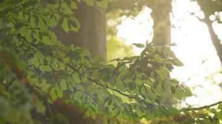 Weerbericht - Zonnig en warm