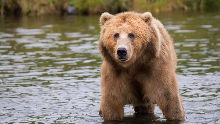 Opwarming van de aarde maakt van grizzlyberen vegetariërs