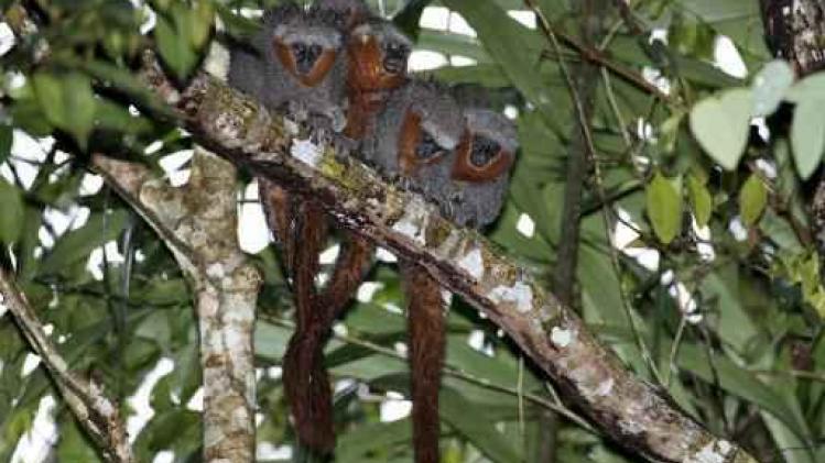 381 plant- en diersoorten ontdekt in Amazonewoud