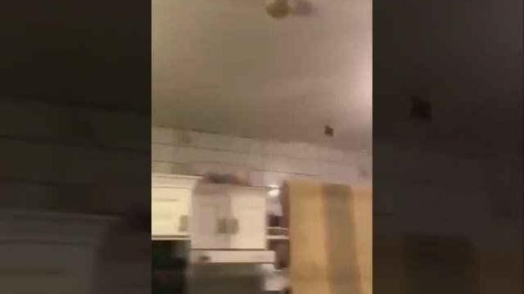 VIDEO. Familie probeert vleermuis te vangen