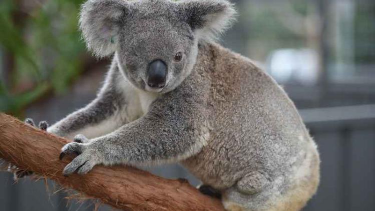 AUSTRALIA-ANIMAL-ENVIRONMENT-KOALA-CONSERVATION