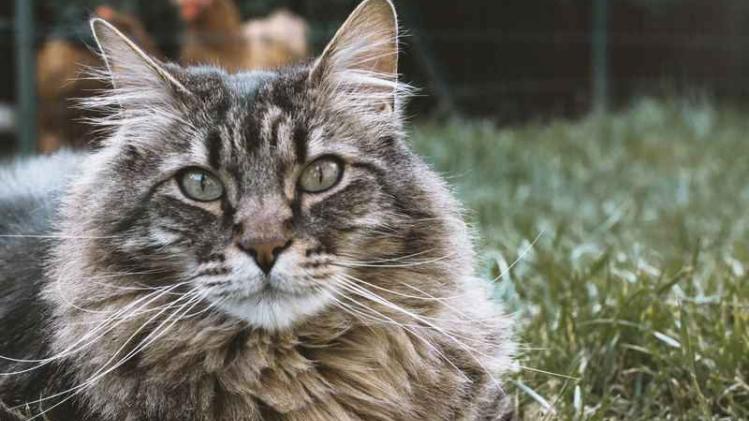 Twitteraccount catsu stuurt kattenfoto's op vraag