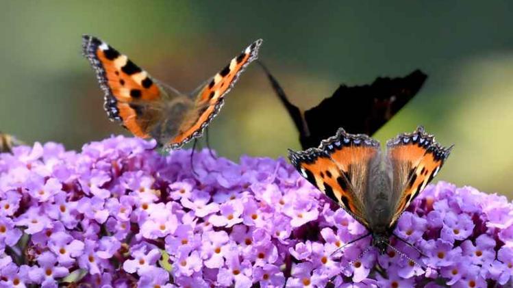 Wetenschappers zijn erin geslaagd om de kleuren van vlinders te veranderen