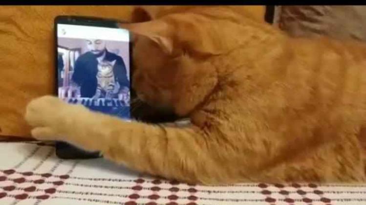 Hartverwarmend: blinde kat knuffelt smartphone als hij zijn favoriete muziek hoort