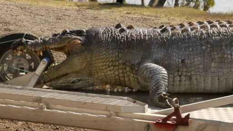 Krokodil van meer dan 5 meter doodgeschoten in Australië
