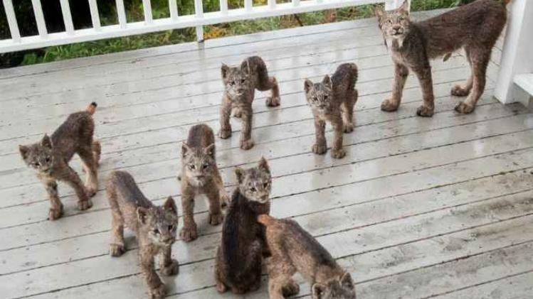 Lynx en haar zeven kittens