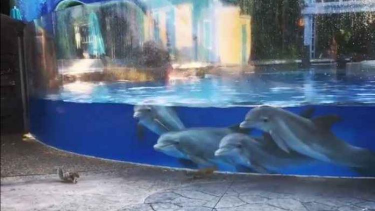 Dolfijnen zijn gefascineerd door twee eekhoorns