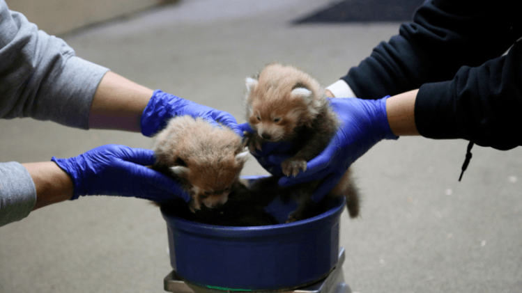 In de Zoo van Denver zijn twee rode panda's geboren
