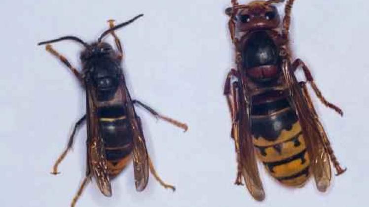 Europese hoornaars doodgemept door "onnodige paniek over monsterwespen"