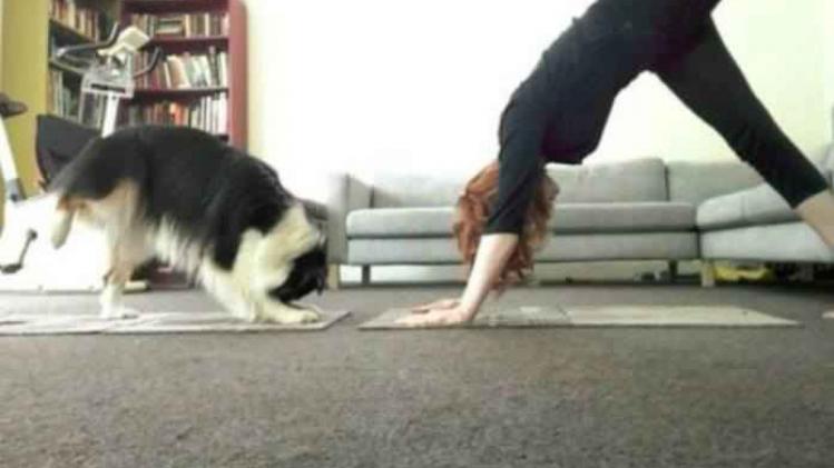 Deze hond is een krak in yoga
