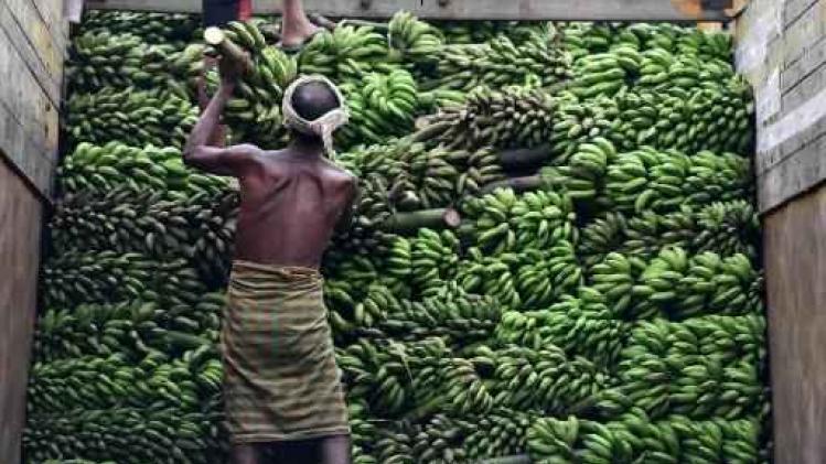 FAO luidt noodklok over bananenziekte