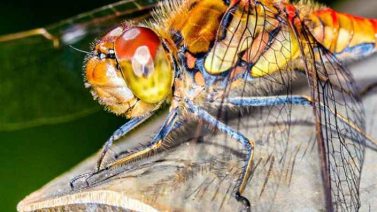 Close-Up-Dragonfly_tcm79-Peter Schlegel-