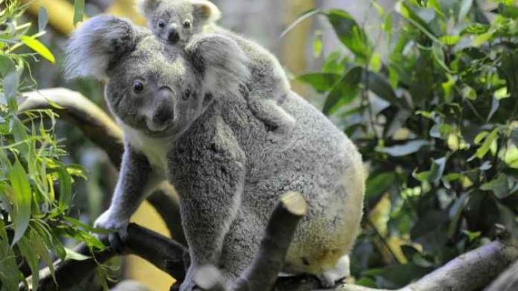 koala's