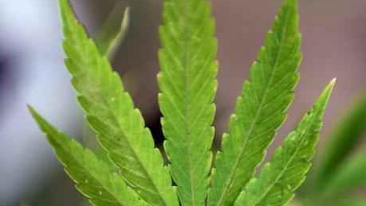 Industriële cannabisplantage ontdekt in woonhuis in Tienen