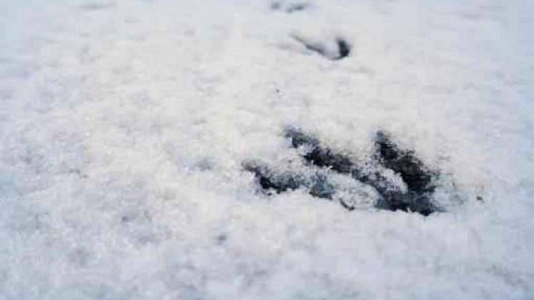 Zondag sneeuw in Ardennen die mogelijk even blijft liggen