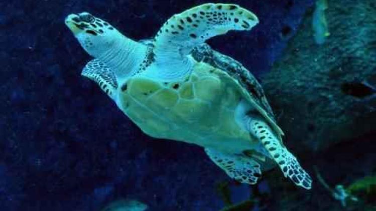 Honderden schildpadden voor Salvadoraanse kust aan algenvergiftiging gestorven