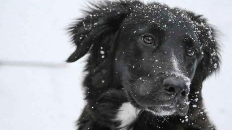 VIDEO. Deze hond ziet voor de eerste keer sneeuw